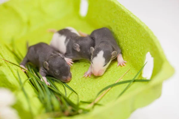 Kleine Mäuse mit Blüten. Nagetiere in einer grünen Kiste. — Stockfoto