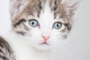 Kedi yavrusu yakın plan. Kedinin yüzü. Evcil hayvanlar.