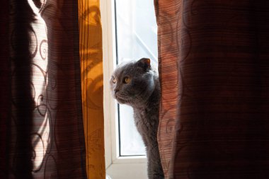 The gray cat is sitting on the window among the curtains. British breed. Beautiful and cute kitten clipart