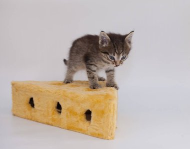 Gri kedi büyük bir peynir parçasının üzerinde oturuyor. Güzel ve sevimli kedi yavrusu.
