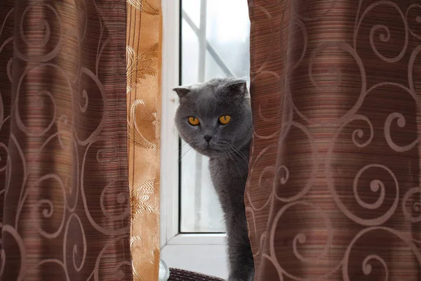 灰色の猫はカーテンの間の窓の上に座っている イギリスの品種 美しくかわいい子猫 — ストック写真