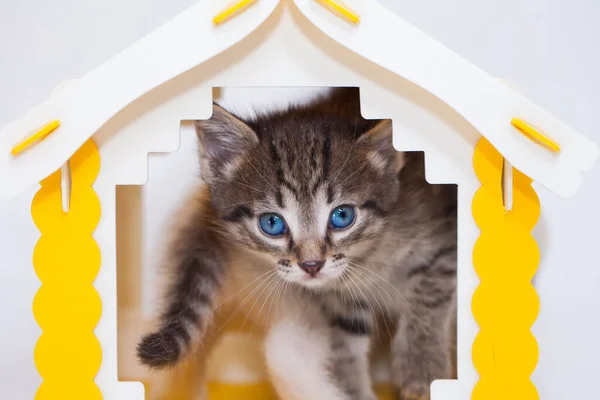 Gatinho Pequeno Bonito Uma Casa Amarela Fundo Branco Humor Positivo — Fotografia de Stock