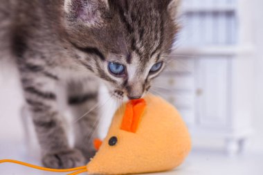 Beyaz arka planda kedi ve oyuncak fare