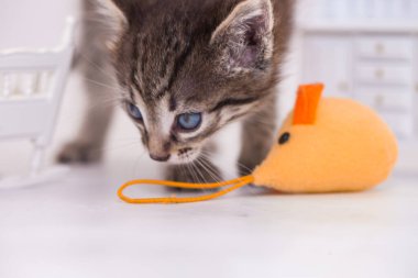 Beyaz arka planda kedi ve oyuncak fare