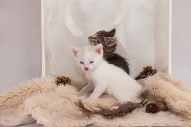 Yavru kedi ve kız kardeş birlikte. Ying ve Yang. Siyah ve beyaz