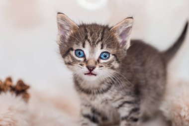 Kedi portresi. Kedilerin gözlerini kapat.