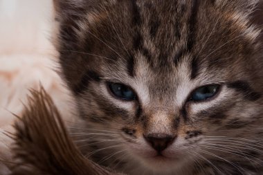 Kedi portresi. Kedilerin gözlerini kapat.