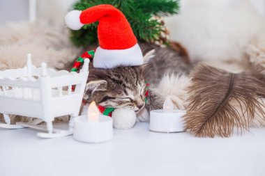 Uyuyan kedi. Bebek için ninni söyle. Noel Baba şapkalı şirin kedi tatlı tatlı uyuyor.