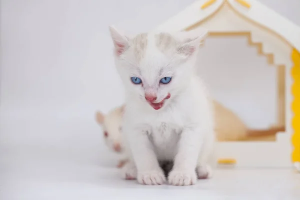 Gato Ratón Tom Jerry Gatito Guarda Ratón Grande Una Casa —  Fotos de Stock