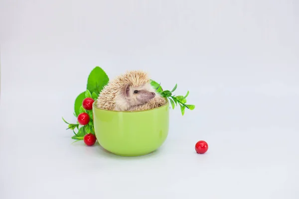 Igel Teebecher Positive Stimmung Und Gute Laune Kaffee Morgen — Stockfoto