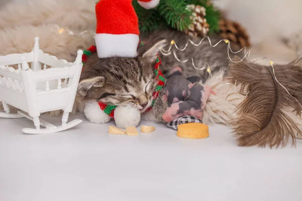 Chaton Endormi Bébés Rats Endormis Une Berceuse Pour Bébé Mignon — Photo