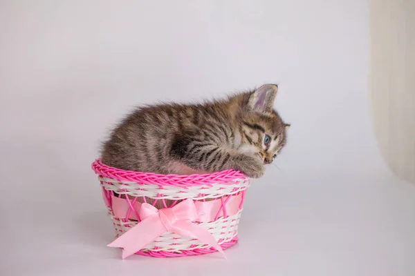 Gatito Sobre Fondo Blanco Una Caja Regalo Rosa Con Lazo — Foto de Stock