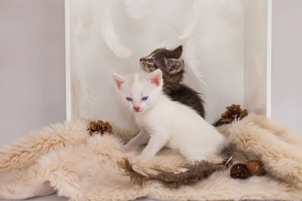 弟と妹を一緒に子猫 英と楊 黒と白 — ストック写真