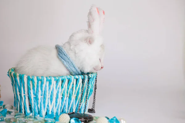 青いギフトボックスの白い背景に雪の白い子猫 ピンクの耳をしたウサギの帽子の中で — ストック写真