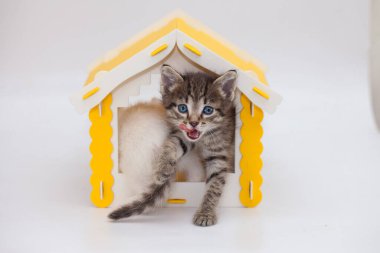 Beyaz arka planda sarı bir evde küçük ve sevimli bir kedi yavrusu. Pozitif ruh hali ve iyi bir gün. Kişisel izolasyon kavramı