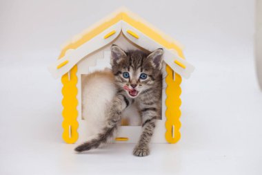 Small and cute kitten in a yellow house on a white background. Positive mood and a good day. Self isolation concept clipart