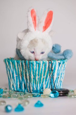 Mavi bir hediye kutusunda beyaz arka planda kar beyazı bir kedi yavrusu. Pembe kulaklı tavşan şapkasıyla