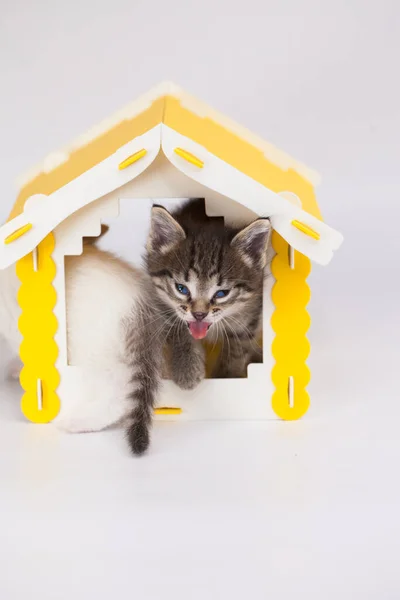 Small Cute Kitten Yellow House White Background Positive Mood Good — Stock Photo, Image
