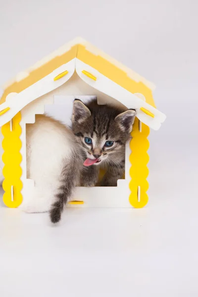 Gatinho Pequeno Bonito Uma Casa Amarela Fundo Branco Humor Positivo — Fotografia de Stock