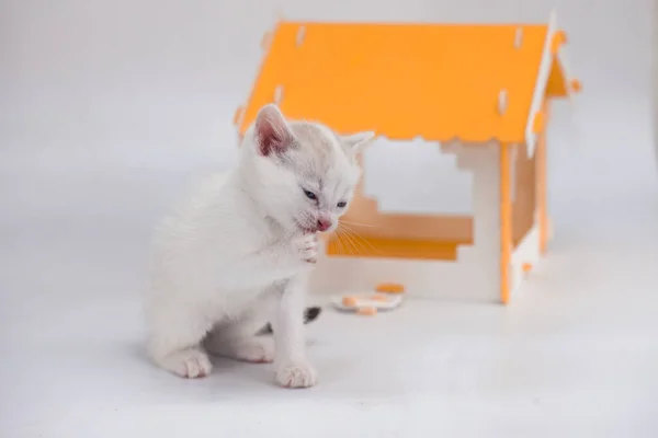 Gato Ratón Tom Jerry Gatito Guarda Ratón Grande Una Casa — Foto de Stock