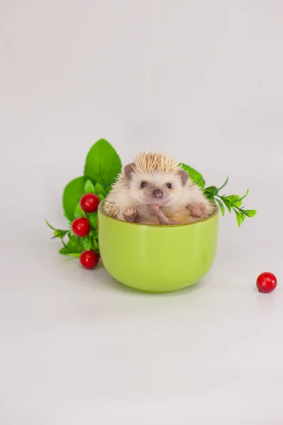 Igel Teebecher Positive Stimmung Und Gute Laune Kaffee Morgen — Stockfoto