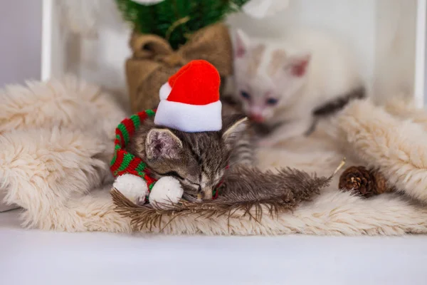 Schlafkätzchen Wiegenlied Für Das Baby Niedliches Kätzchen Weihnachtsmütze Schläft Süß — Stockfoto