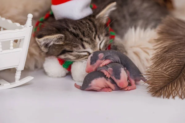 Sleeping kitten and sleeping baby rats. Lullaby for the baby. Cute kitten and his rat friends in santa hat sleep sweetly together