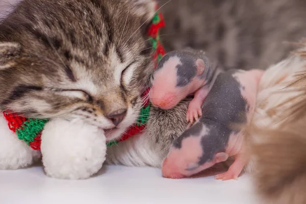 Sleeping Kitten Sleeping Baby Rats Lullaby Baby Cute Kitten His — Stock Photo, Image