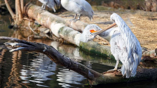 Pelikaan Preening Zijn Veren Zittend Aan Oever Van Het Meer — Stockfoto