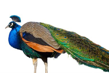 Beyaz arka plan üzerinde izole tavus kuşu