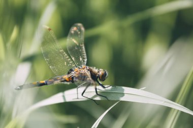 Çim yan görünüm sap üzerinde oturan yusufçuk