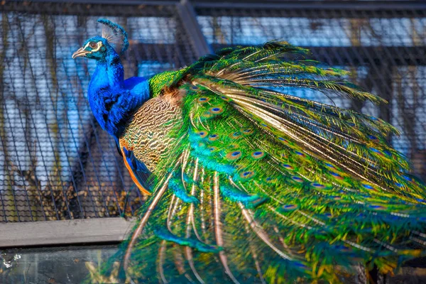 Pavo Real Zoológico — Foto de Stock