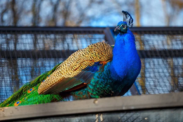 動物園の孔雀は — ストック写真