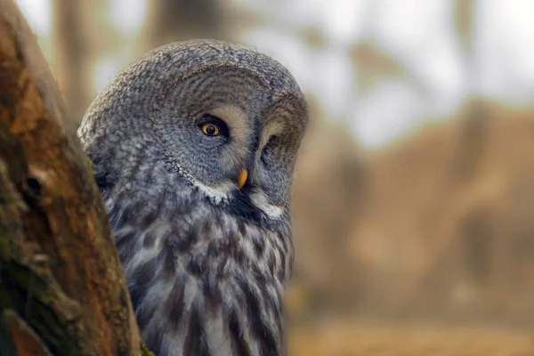 Porträt Eule Mit Großen Orangefarbenen Augen Hinter Dem Lärchenstamm — Stockfoto