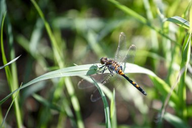 Yusufçuk çimenlerde oturuyor.