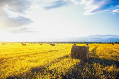 Haystacks sahada şafakta yalan.