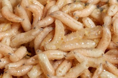 Many living larvae for fishing,maggots, bait, worms clipart