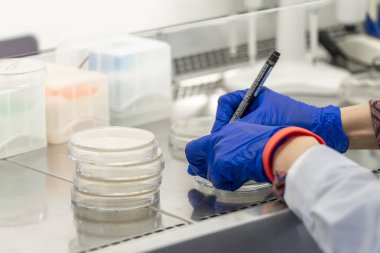 Hands of the laboratory assistant labelled Petri dishes inside an a sceptic fume hood in a microbiology laboratory setup clipart