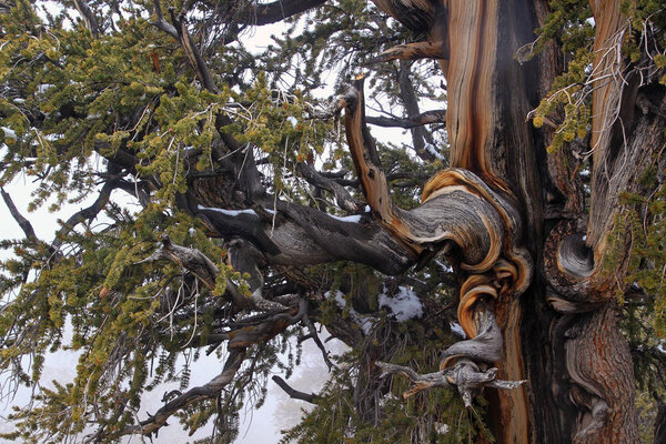 Twisted tree. Closeup view of ancient  Pine Tree showing the twisted and gnarled features