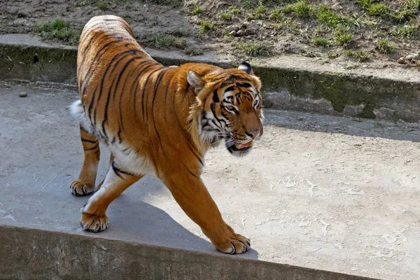 Tigre Marche Travers Volière — Photo