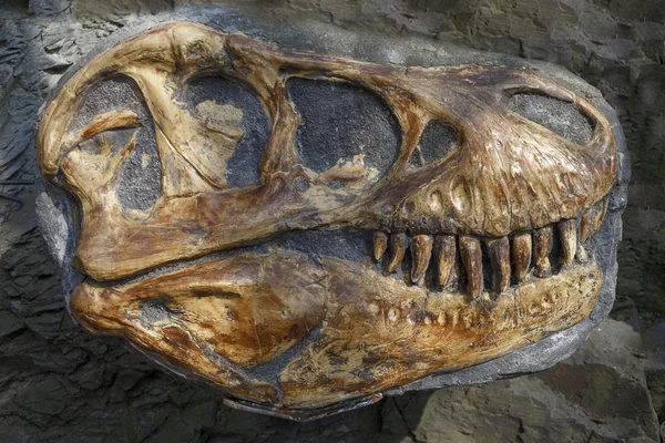 Fosilleşmiş dinozor kafatası. Sit alanı kavramı. 
