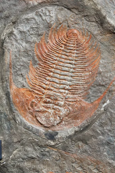 Trilobite fosil Devoniyen üzerinden