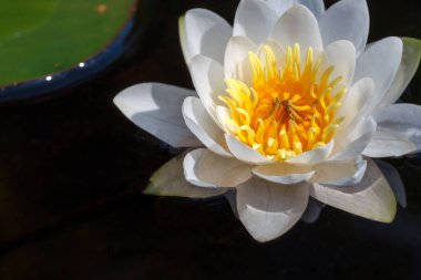 Beautiful white lilies on the dark water