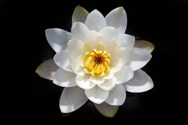 Beautiful white lilies on the dark water