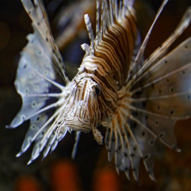Kırmızı lionfish akvaryum balık, zehirli mercan resif balık