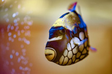 Tropical Aquarium Clown Triggerfish fish clipart