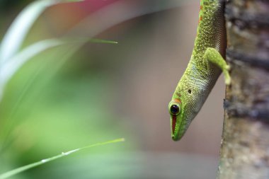 Güzel yeşil kertenkele bir ağaç üzerinde tarama