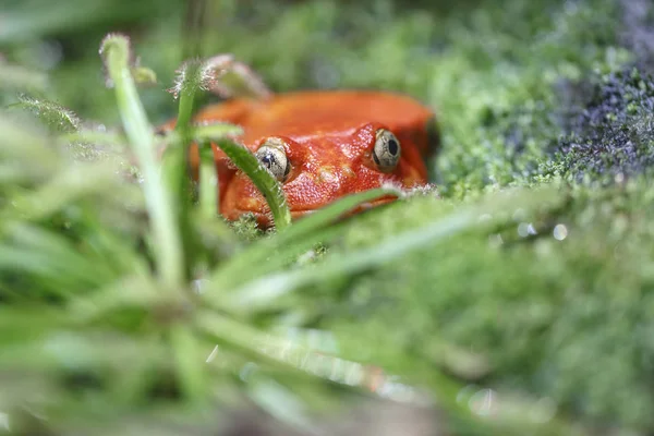 Красная Лягушка Томатная Лягушка Большими Желтыми Глазами Сидит Зеленой Траве — стоковое фото