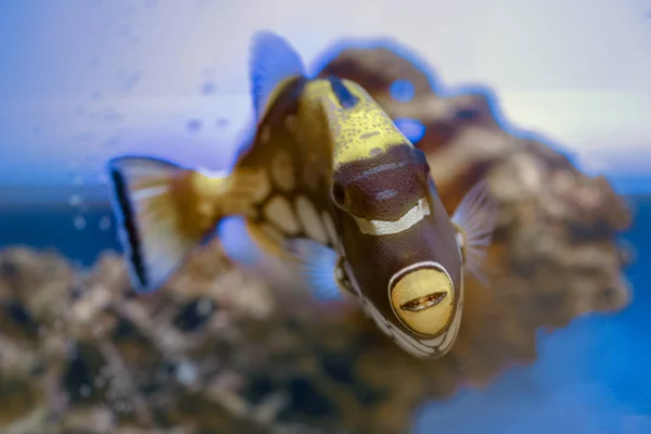 Aquarium Tropical Clown Triggerfish Poisson — Photo