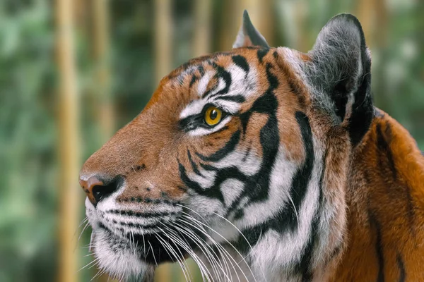 Portrait Tigre Dans Une Forêt Bambous — Photo